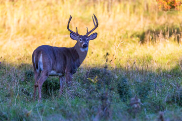 Male white-tailed deer (Odocoileus virginianus) in fall