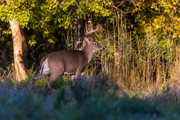 Male white-tailed deer (Odocoileus virginianus) in fall