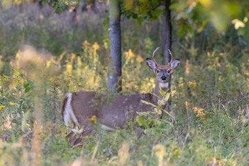 Male white-tailed deer (Odocoileus virginianus) in fall