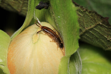 forficula smyrnensis insect macro photo