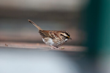 White Throated Sparrow on a ledge