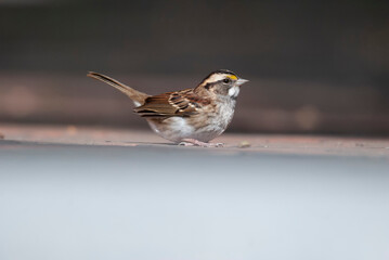 White Throated Sparrow on a ledge