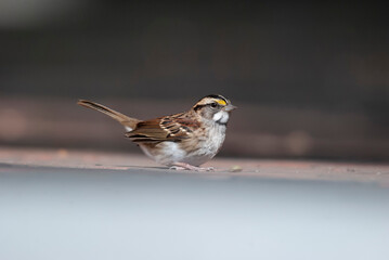 White Throated Sparrow on a ledge