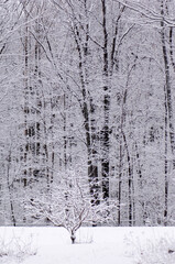 Fototapeta premium winter in the forest