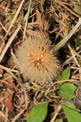 dandelion seeds are thrown in the wind