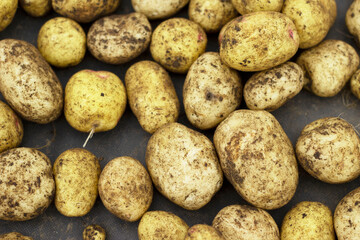 The fresh potato crop is dried after digging