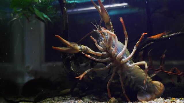 narrow-clawed crayfish climb front glass wall and show belly, hold twig decor in dark LED low light planted biotope aquarium, wild caught domesticated freshwater species, highly adaptable animal `