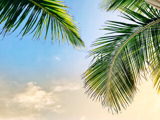 Palm Tree Leaves and Sky with Clouds and Space for Text