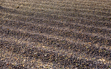 Coffee Process _ Terreiro