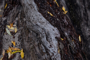 old tree trank detailed tree bark brown texture with fallen leaves forest park 