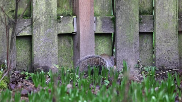 Squirrel squeezes through a fence while carrying bread, wildlife in back yard, funny animals
