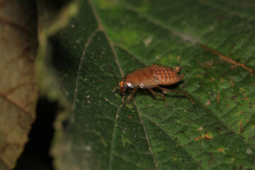 Natural Ectobius pallidus insect macro photo
