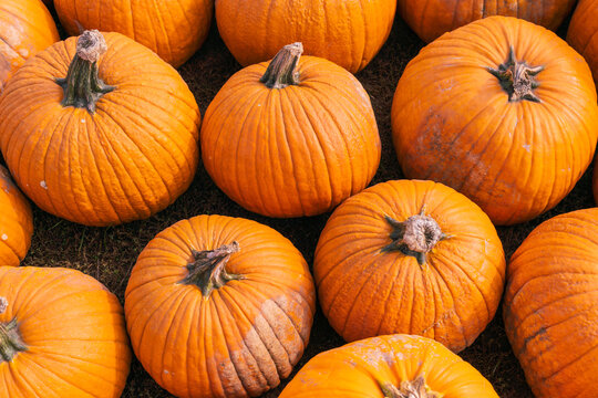 Bunch of pumpkins lined up on the ground at a pumpkin patch, great for backgrounds