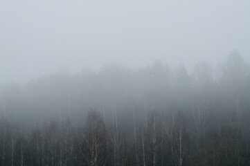 Fototapeta premium Birch forest in dense fog