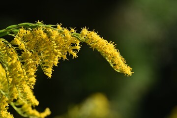 Tall goldenrod flowers. Asteraceae perennial plants.
The flowering season is from September to November. It spreads underground stems and grows in colonies in vacant lots.