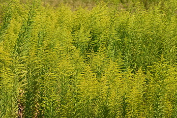 Tall goldenrod flowers. Asteraceae perennial plants.
The flowering season is from September to...