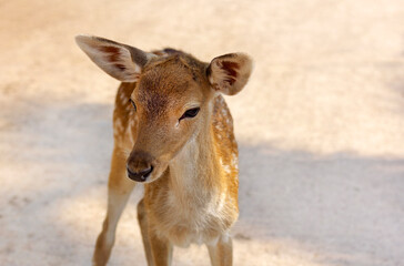 portrait of a young deer