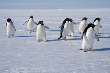 penguins in Antarctica