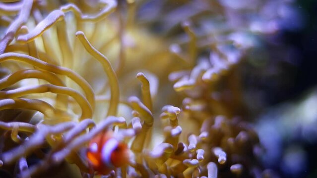 mesmerizing animal bubble tip anemone move tentacles in strong current, ocellaris clownfish shoal swim in water flow, reef marine aquarium hobby for beginners, blue LED low light design, shallow dof