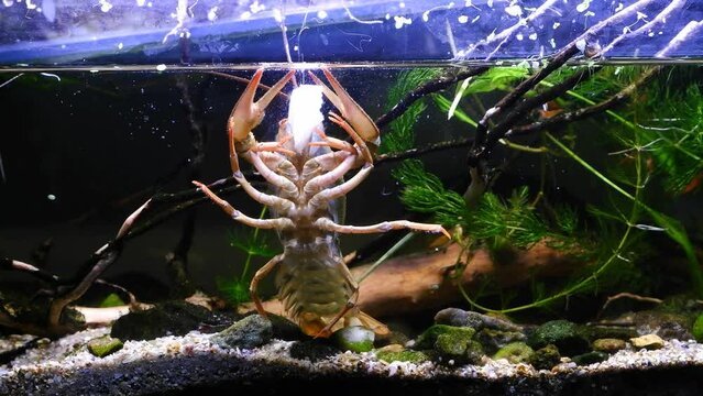 narrow-clawed crayfish stand on front glass wall and show belly, eat fresh meat in dark LED low light planted biotope aquarium, wild caught freshwater species, highly adaptable animal