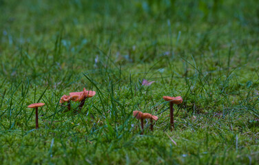 little mushrooms on the green grass