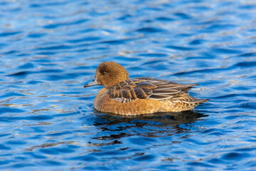 Female of the Eurasian wigeon (European wigeon), the widgeon (Mareca penelope) in breeding plumage