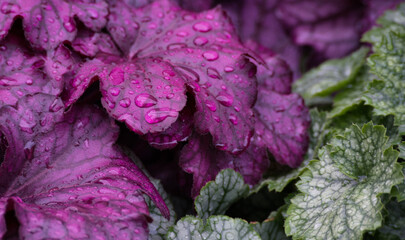 Heuchera alumroot violer rose leaves with drops of water on - close up