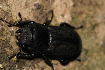 natural stag beetle insect macro photo