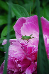 a large green grasshopper sits on a pink peony flower