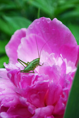 a large green grasshopper sits on a pink peony flower