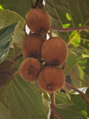 Kiwifruit bunch