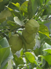 Green lemons on tree