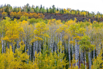 Brilliant fall colors erupt in autumn birch and aspen forest