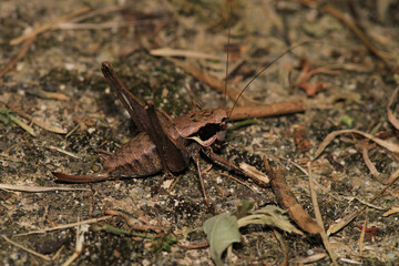 dark bush cricket grasshopper insect macro photo