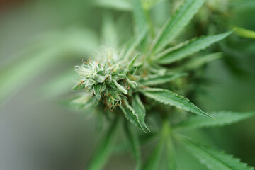 cannabis farm, psychoactive mind altering drug