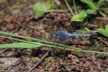 blue dragonfly insect macro photo