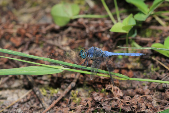 blue dragonfly insect macro photo
