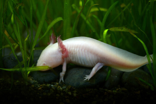 メキシコサンショウウオ Images Browse 215 Stock Photos Vectors And Video Adobe Stock