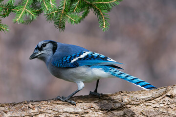 Blue Jay perched on a branch in beautiful autumn light.