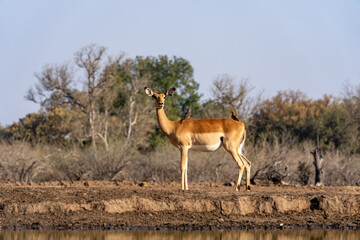 Naklejka na ściany i meble Mashatu Game Reserve“Botsuwana”