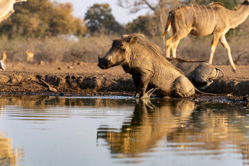 Fototapeta premium Mashatu Game Reserve“Botsuwana”