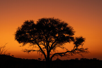 Fototapeta na wymiar Mashatu Game Reserve“Botsuwana”