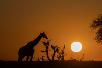 Mashatu Game Reserve“Botsuwana”