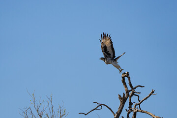 Mashatu Game Reserve“Botsuwana”