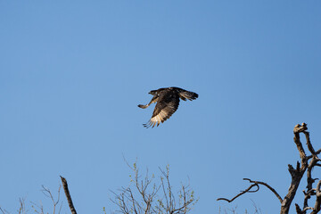 Mashatu Game Reserve“Botsuwana”