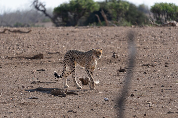 Mashatu Game Reserve“Botsuwana”