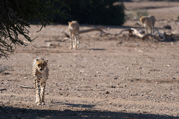 Mashatu Game Reserve“Botsuwana”