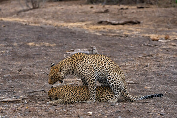 Mashatu Game Reserve“Botsuwana”