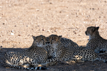 Mashatu Game Reserve“Botsuwana”
