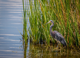 Heron in the WIld